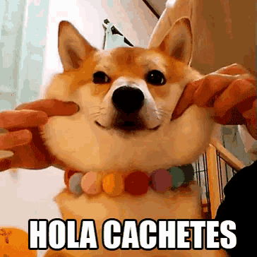 a person is petting a dog with the words hola cachetes written on the bottom