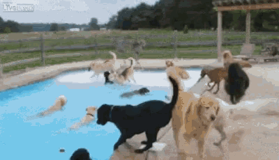 Nice Dogs Swimming GIF - Nice Dogs Swimming Swimming GIFs