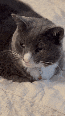 Seishe Cat Cat Pet GIF - Seishe Cat Cat Pet Seishe Cat Pet GIFs