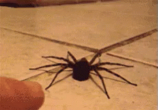 Scared Spider GIF - Scared Spider Hell No GIFs