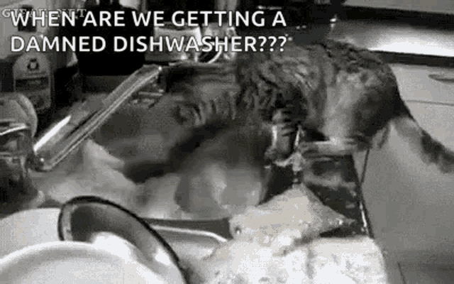 a cat is standing in a kitchen sink looking at a dirty dish .
