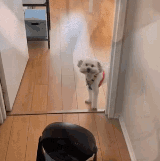 a small white dog standing next to a fan