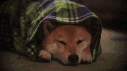 a shiba inu dog is sleeping under a green and blue blanket .
