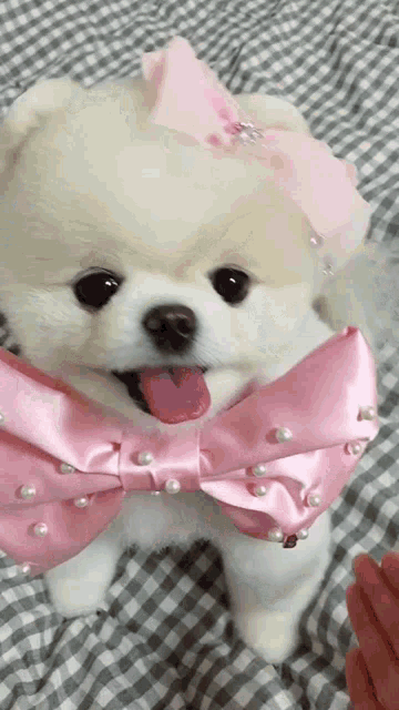 a small white dog wearing a pink bow tie and pearls