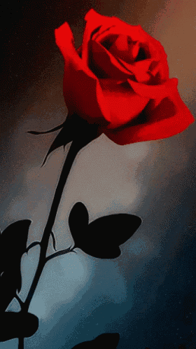 a red rose with a black stem and leaves against a dark background