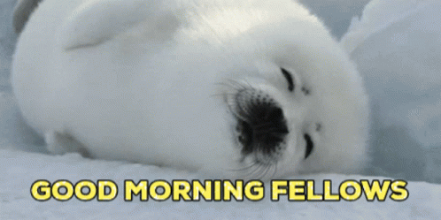 Good Morning Seal GIF - Good Morning Seal Seal Morning GIFs