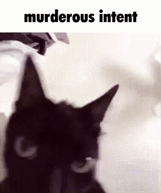 Shaking Cat GIF - Shaking Cat Murderous GIFs