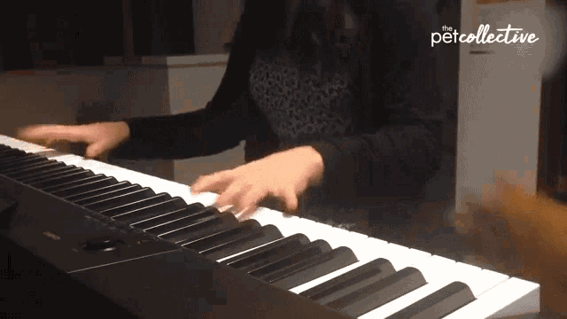 Piano The Pet Collective GIF - Piano The Pet Collective Cat GIFs
