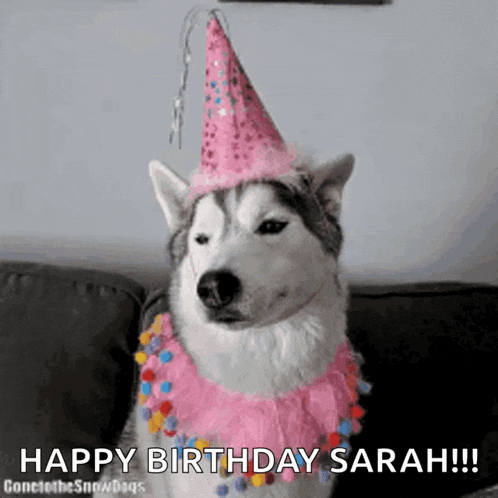 a husky dog wearing a pink party hat and a pink dress says happy birthday sarah .