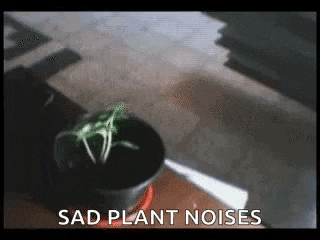 a sad plant is sitting in a pot on a table next to a spoon .