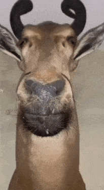 Deer Stare GIF - Deer Stare GIFs
