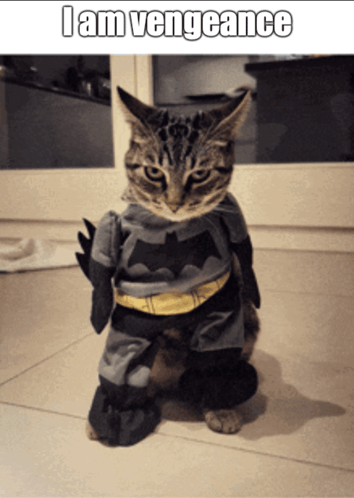 Batman Cat GIF - Batman Cat GIFs