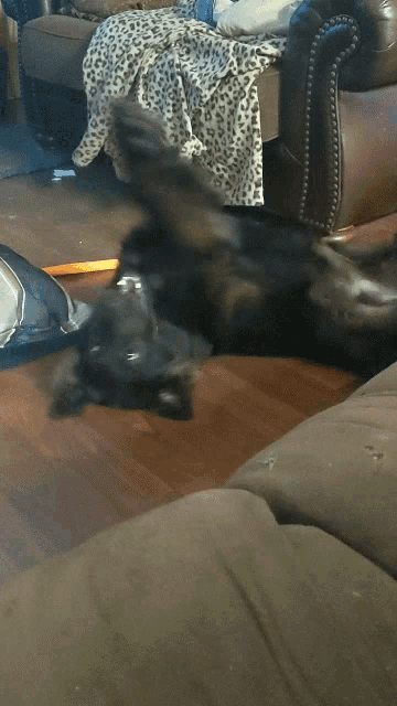 a dog is laying on its back on a couch