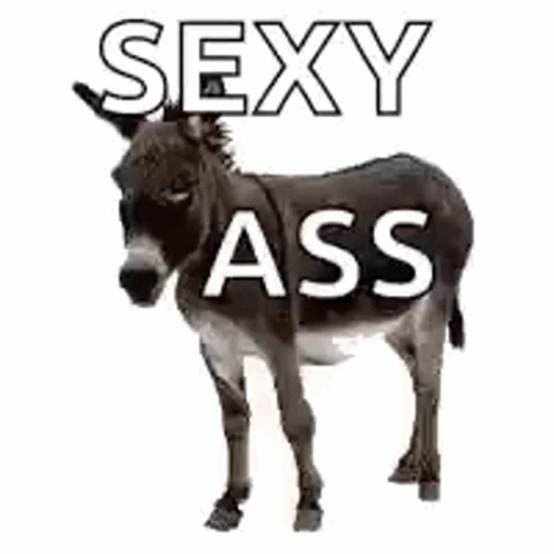 Sexy Ass Donkey GIF - Sexy Ass Donkey GIFs