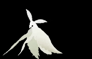 a couple of white rabbits standing next to each other on a black background .