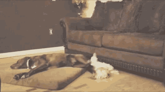 Poor Doggy Cute GIF - Poor Doggy Cute Funny GIFs