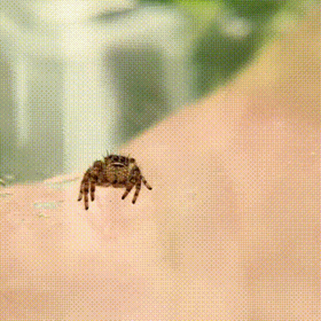 Bugs Tiny GIF