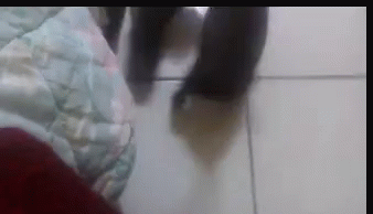 Puppy Shoes GIF - Puppy Shoes GIFs