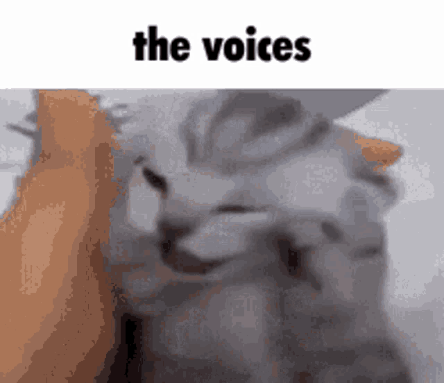 Animals With Captions The Voices GIF - Animals With Captions The Voices Disturbed Cat GIFs