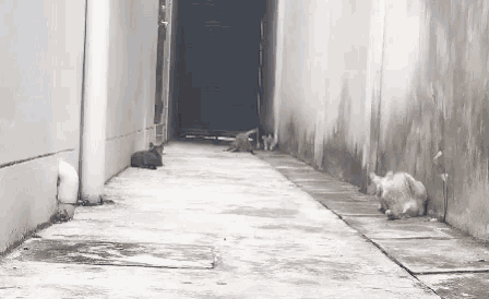 Funny Animals Cats GIF - Funny Animals Cats Kittens GIFs