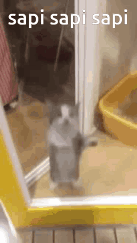 Sapi Cute Cat GIF - Sapi Cute Cat Innit Dudes GIFs