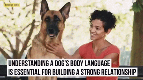 Body Language Dogs GIF - Body Language Dogs Dog GIFs