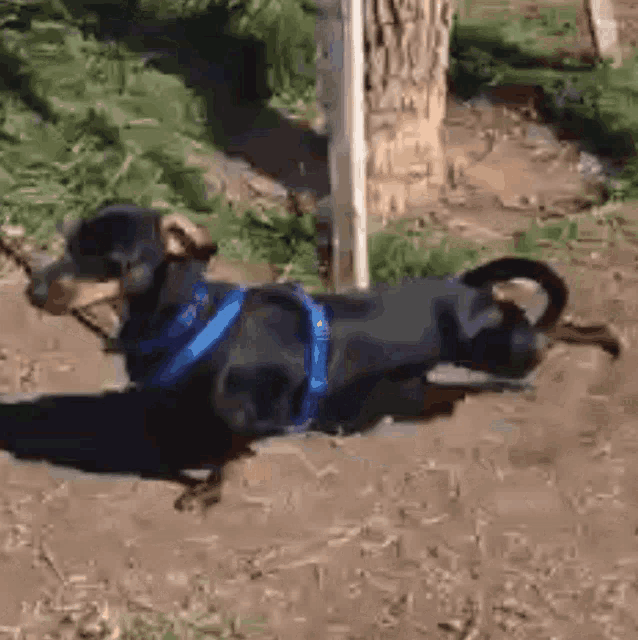a black dog wearing a blue harness is running on a dirt road .