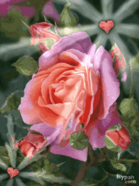 a close up of a pink rose with a heart in the background and hypah.com written on the bottom