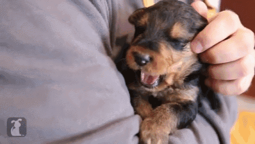 Puppy Can'T Stop Yawning GIF - Yawn Petting Dog GIFs