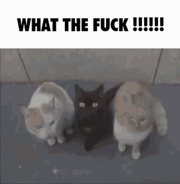 three cats standing next to each other with the words what the fuck !!!