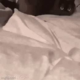 a black cat is laying on a bed with white sheets and looking at the camera .