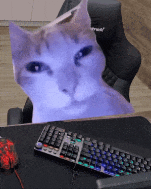 a cat sits on a desk next to a keyboard and a mouse