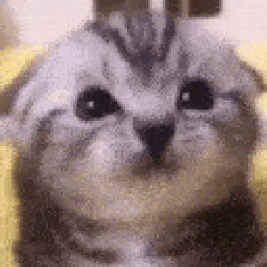 Cat Kitten GIF - Cat Kitten Catlick GIFs