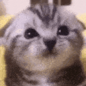 a close up of a kitten 's face with a yellow background .