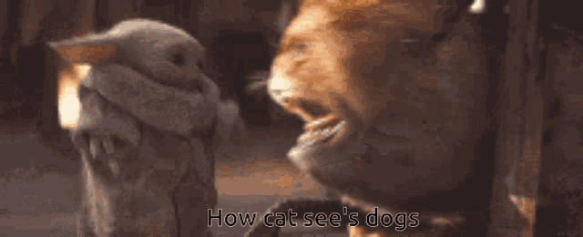 a cat and a dog are looking at each other with the words " how cat see 's dogs " above them