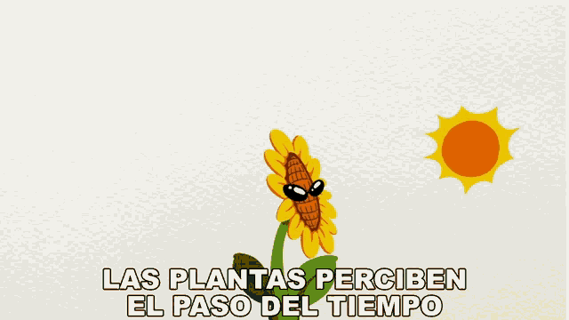 a sunflower with a butterfly on it and the words las plantas perciben el paso del tiempo below it