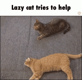 Cat Kitty GIF - Cat Kitty Lazy GIFs
