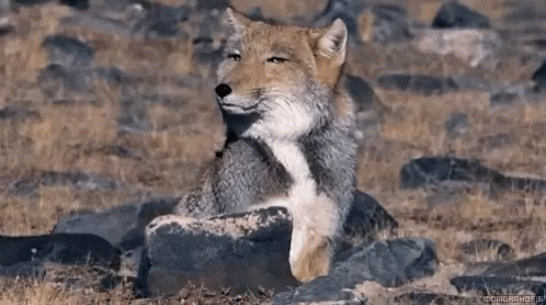 Animals Fox GIF - Animals Fox Smug GIFs