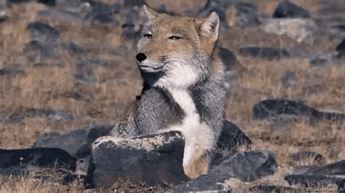 a fox is sitting on top of a pile of rocks .