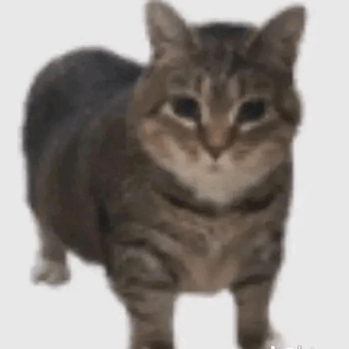Funny Cat Stand GIF - Funny Cat Stand GIFs