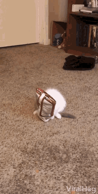 a white cat is laying on the floor with a bag on its head