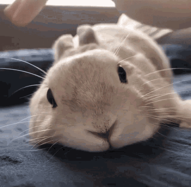 Roseen Bunny GIF - Roseen Bunny Cute GIFs