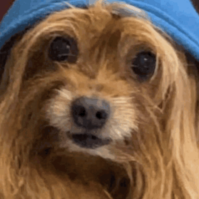 a close up of a small dog wearing a blue hat .