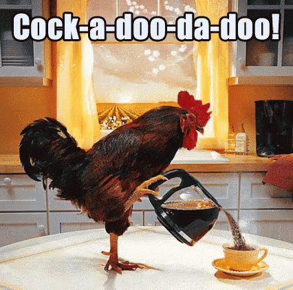 Coffee Time Rooster GIF