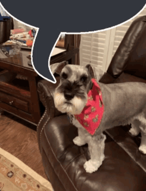 a small dog wearing a pink bandana sitting on a chair