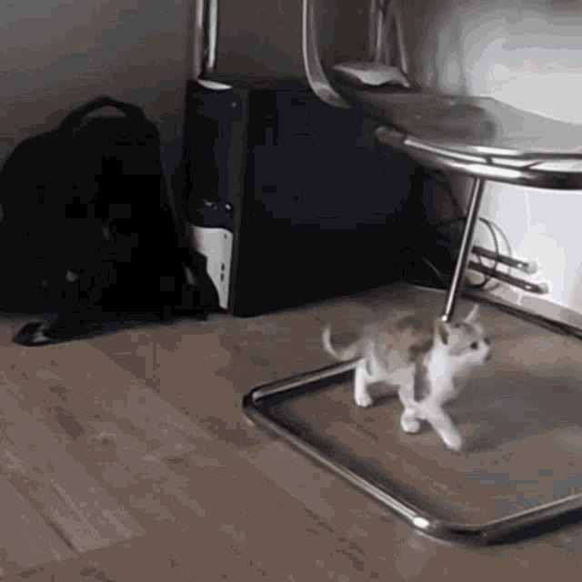 a kitten is walking across a wooden floor in front of a computer