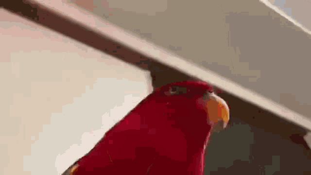a close up of a red parrot with a yellow beak standing next to a wall .
