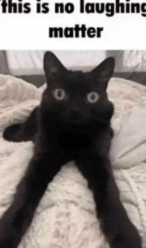 a black cat is laying on a bed with a caption that says this is no laughing matter