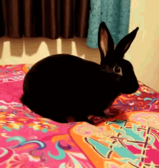 a black rabbit is sitting on a bed with a colorful blanket