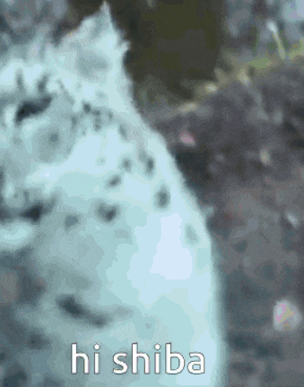 a blurred image of a snow leopard with the words hi shiba written below it